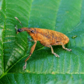 Lixus fasciulatus ?