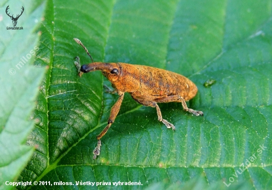 Lixus fasciulatus ?