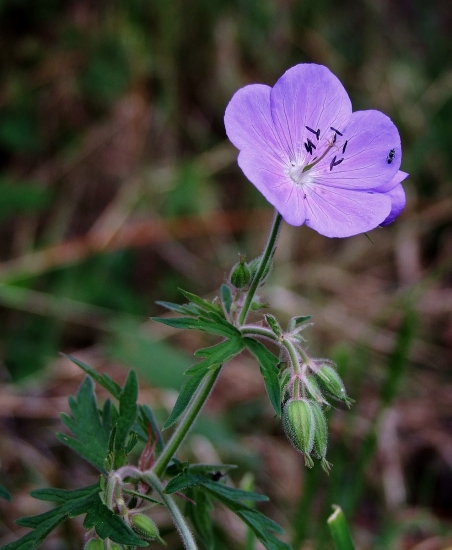 pakost lúčny (Geranium pratense L.)
