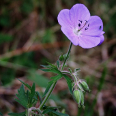 pakost lúčny (Geranium pratense L.)