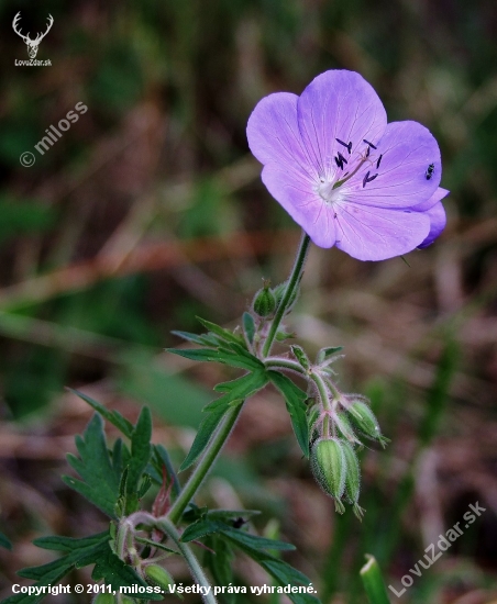 pakost lúčny (Geranium pratense L.)