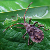 obrúbnica štiavová - nymfa (Coreus marginatus)