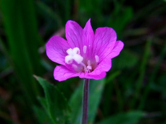 vŕbovka chlpatá (Epilobium hirsutum L.)