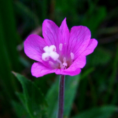 vŕbovka chlpatá (Epilobium hirsutum L.)
