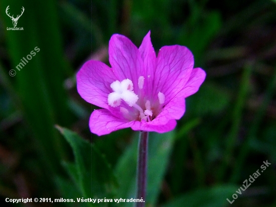 vŕbovka chlpatá (Epilobium hirsutum L.)