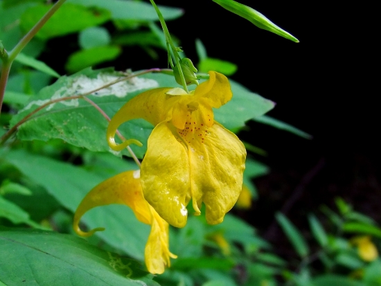 netýkavka nedotklivá (Impatiens noli-tangere L.)