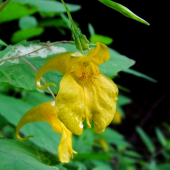 netýkavka nedotklivá (Impatiens noli-tangere L.)
