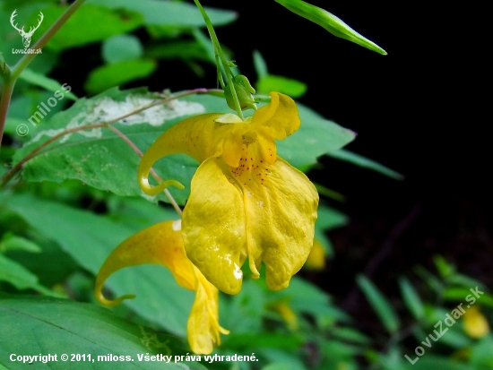 netýkavka nedotklivá (Impatiens noli-tangere L.)