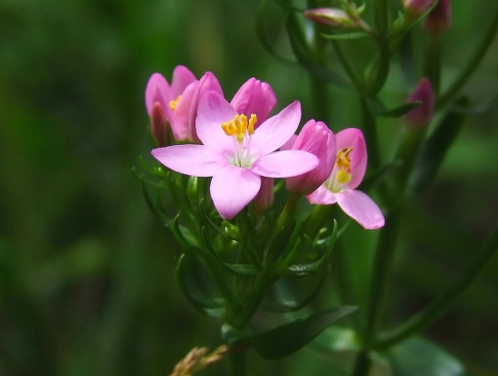 zemežlč menšia (Centaurium erythraea Rafn)