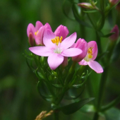 zemežlč menšia (Centaurium erythraea Rafn)