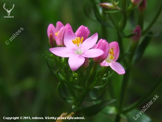 zemežlč menšia (Centaurium erythraea Rafn)