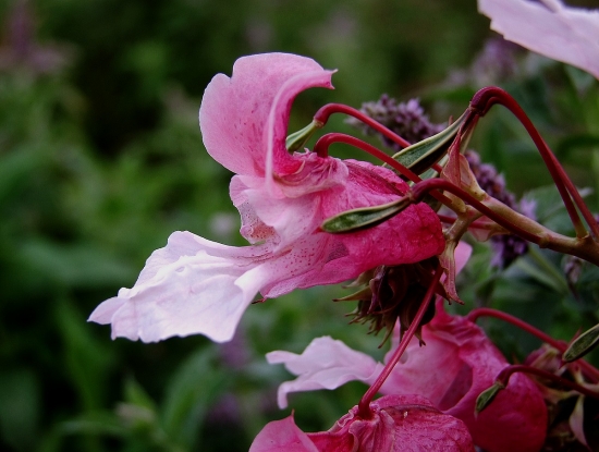 netýkavka žliazkatá (Impatiens glandulifera Royle)