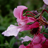 netýkavka žliazkatá (Impatiens glandulifera Royle)