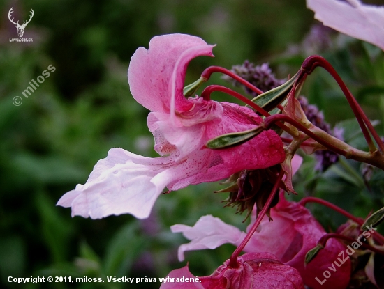 netýkavka žliazkatá (Impatiens glandulifera Royle)