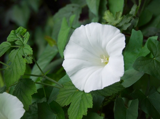 povoja plotná (Calystegia sepium (L.) R. Br.)