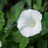 povoja plotná (Calystegia sepium (L.) R. Br.)