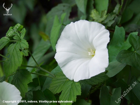 povoja plotná (Calystegia sepium (L.) R. Br.)