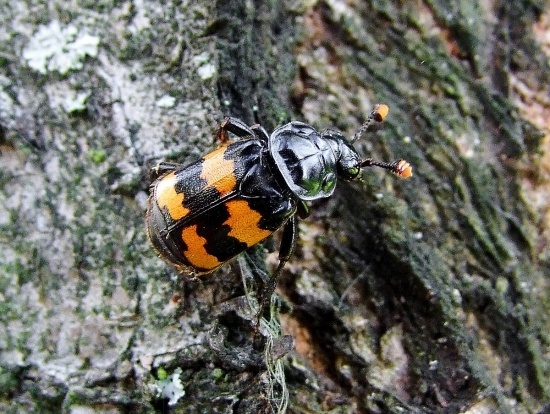 hrobárik (Nicrophorus interruptus)
