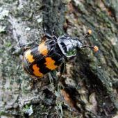 hrobárik (Nicrophorus interruptus)