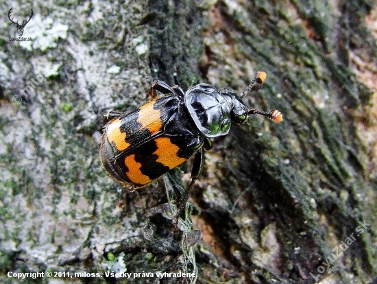 hrobárik (Nicrophorus interruptus)