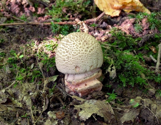 muchotrávka červenkastá (Amanita rubescens (Pers.ex Fr.) S.F.Gray)