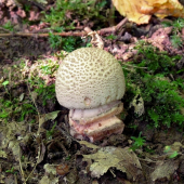 muchotrávka červenkastá (Amanita rubescens (Pers.ex Fr.) S.F.Gray)