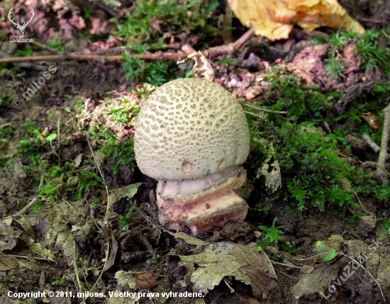 muchotrávka červenkastá (Amanita rubescens (Pers.ex Fr.) S.F.Gray)