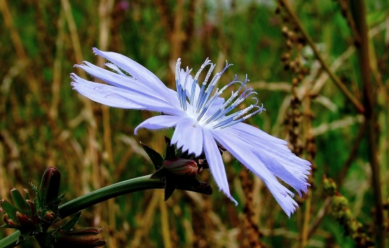čakanka obyčajná (Cichorium intybus L.)