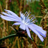 čakanka obyčajná (Cichorium intybus L.)