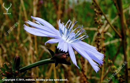 čakanka obyčajná (Cichorium intybus L.)