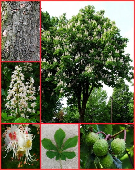 pagaštan konský (Aesculus hippocastanum