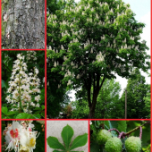 pagaštan konský (Aesculus hippocastanum