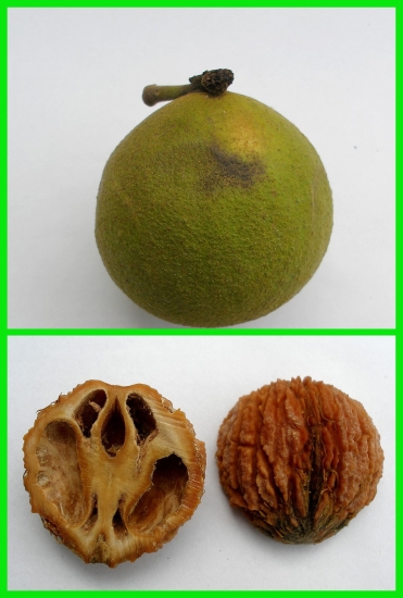 orech čierny (Juglans nigra L.)