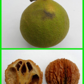 orech čierny (Juglans nigra L.)