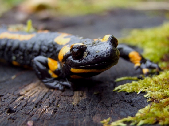 salamandra škvrnitá (Salamandra salamandra)