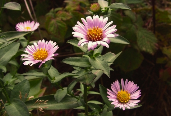astra (Aster sp.)
