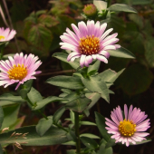 astra (Aster sp.)