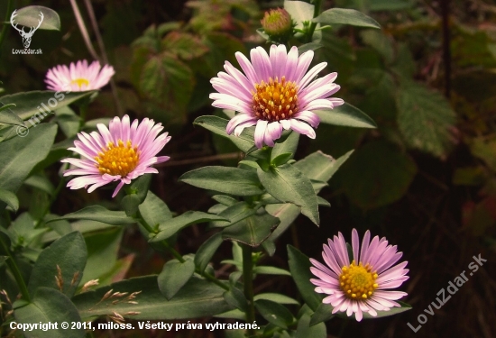 astra (Aster sp.)