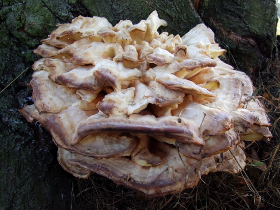 sírovec obyčajný (Laetiporus sulphureus)