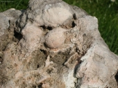 kamenná tvár