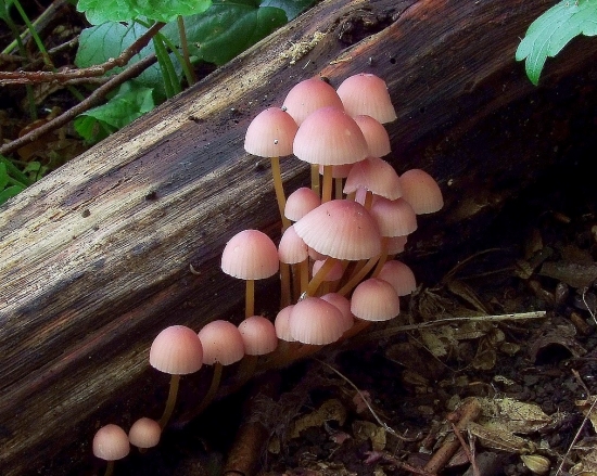 prilbička žltohlúbiková