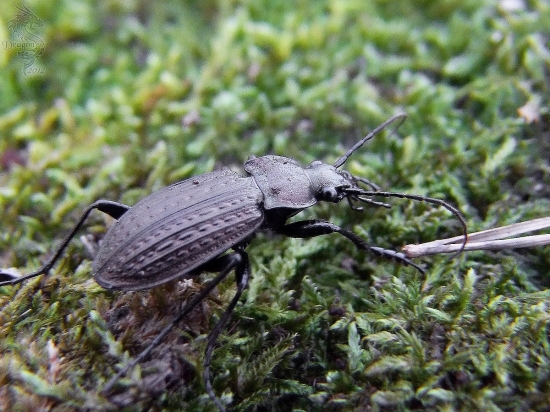 bystruška zrnitá ---  Carabus granulatus