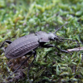 bystruška zrnitá ---  Carabus granulatus