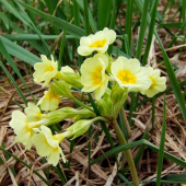 prvosienka vyššia