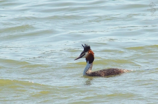potápka chochlatá  --  Podiceps cristatus