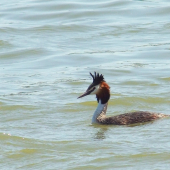 potápka chochlatá  --  Podiceps cristatus