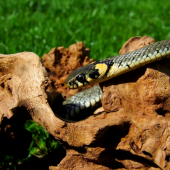 užovka obojková