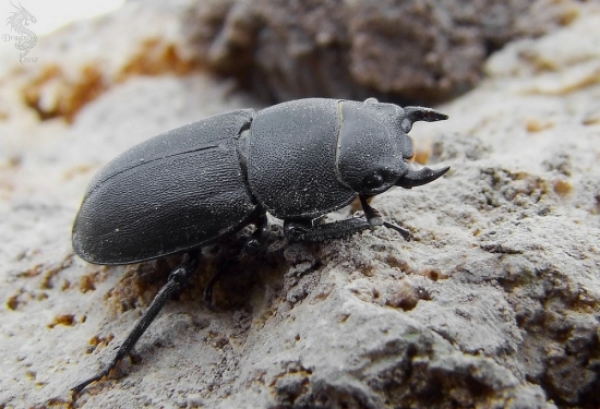 roháčik obyčajný  -   Dorcus parallelipipedus