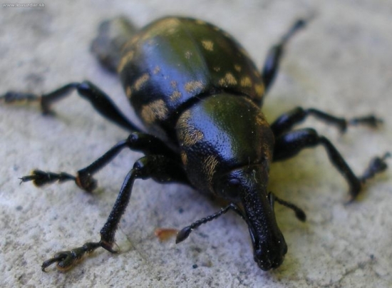 Tvrdoň devätsilovy