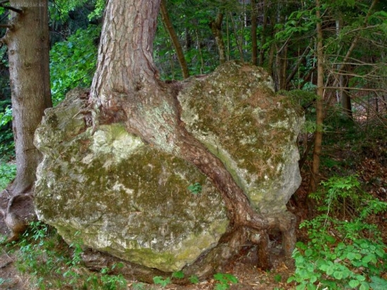 sila stromu